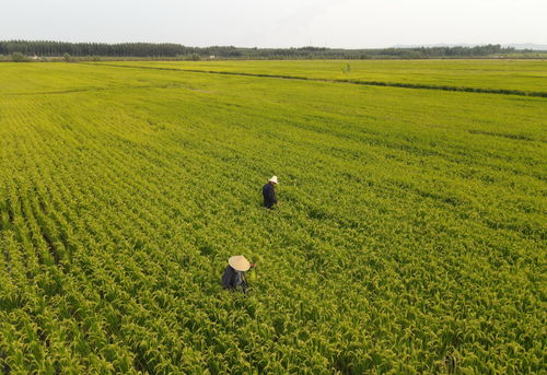 宜宾软质白麦种植基地电话,基地地理位置