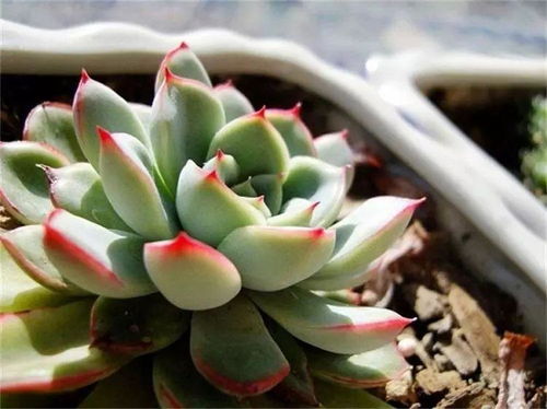 多肉分支怎么栽种,多肉植物分支繁殖与栽种技巧解析