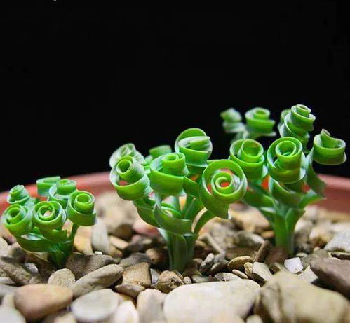 弹簧草0怎么浇水,掌握水分平衡,培育健康植株