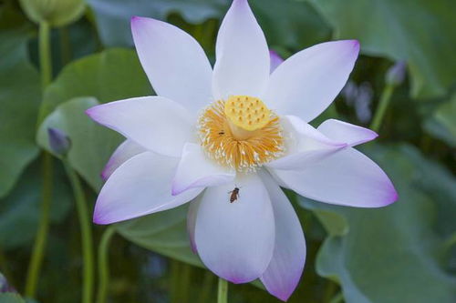 荷花花朵有什么特点,绚烂多姿,清香四溢