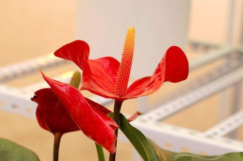 鹅掌花怎么养,从新手到养花达人的进阶之路