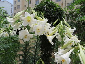 百合什么时候种植最好,百合种植的最佳时机揭秘