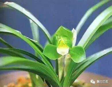 如何预防兰花僵蕾,养护技巧全解析