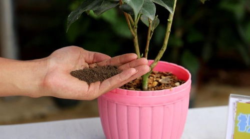 茶花使用什么肥料,揭秘茶花肥料使用之道