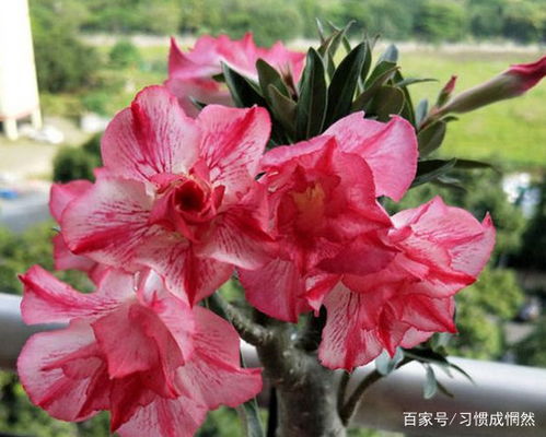 玫瑰花多久掉叶子,揭秘玫瑰凋零的秘密