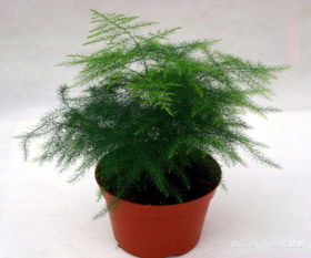 文竹移植后怎么培养,文竹移植后养护与生长技巧