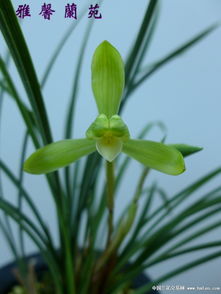 在南方什么兰花可以种,南方适宜种植的兰花品种概述