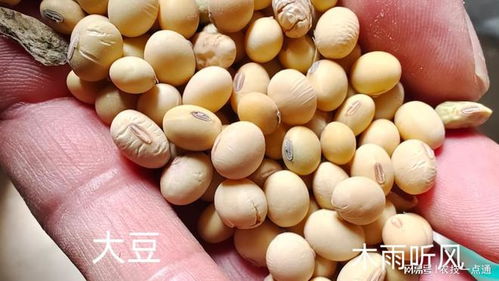 黄种子什么时间种,黄种子种植最佳时间解析