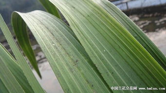 蕙兰叶片最宽的是哪个,探寻最宽蕙兰叶片的秘密
