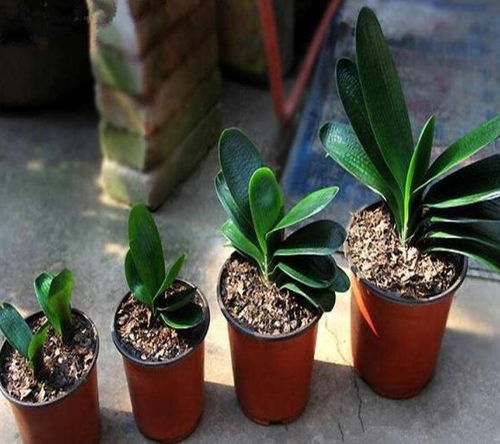 种植兰花小苗要注意什么,兰花小苗种植注意事项全解析