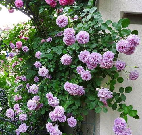 月季花树状蓝色阴雨怎么养,月季花树状