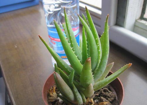 芦荟变红了什么情况,揭秘植物异变背后的奥秘