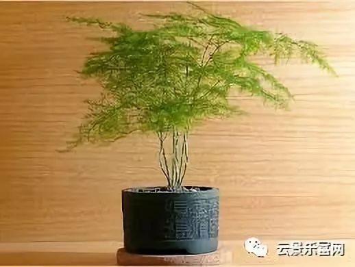 文竹养殖方法用什么肥,巧用肥料助其茁壮成长