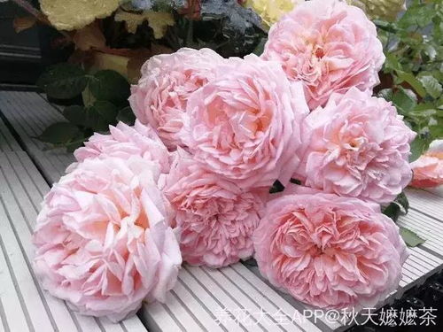 怎么养月季变大朵开花时间,月季的“黄金床”