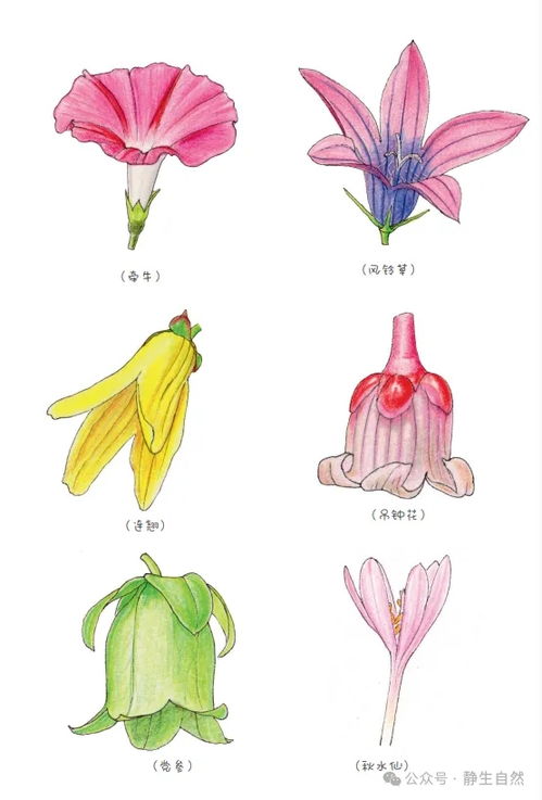 花的形状有哪些,花的形状多样性概述