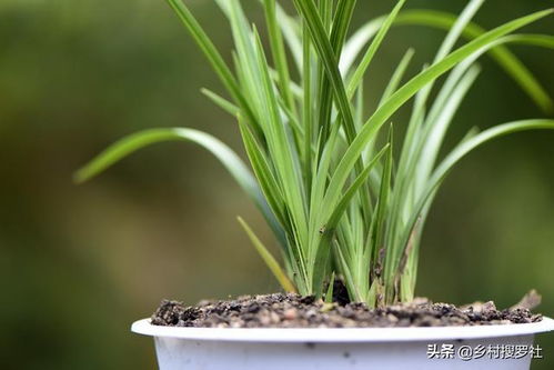 兰花土怎么施肥,科学配比,助力兰花茁壮成长
