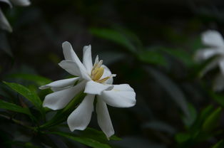 枝枝花怎么修枝