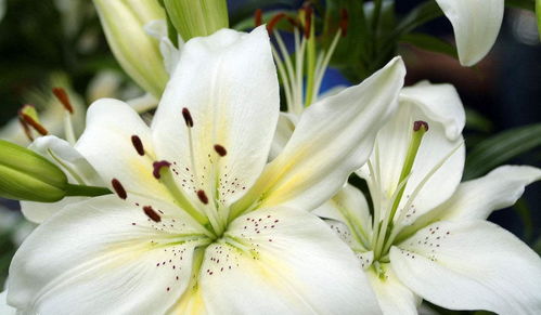 主要的花有哪些,探寻百花争艳的自然画卷