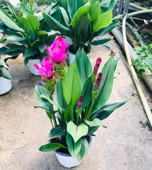 姜荷花上什么肥,打造美丽花境的秘密武器