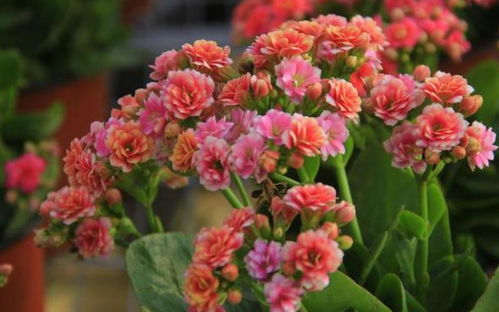 一长寿花怎么管理,打造健康长寿之花