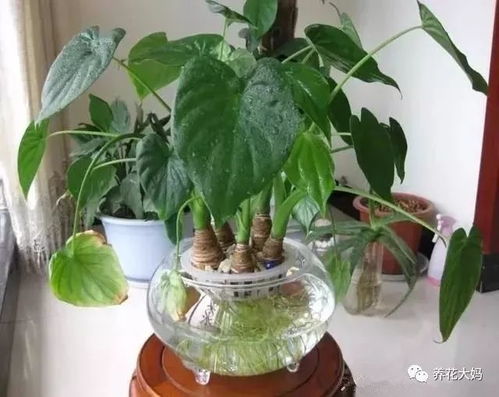 水培滴水观音冬天怎么养,冬季水培滴水观音养护攻略