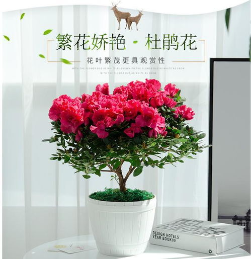 杜鹃花怎么养,绽放春日艳丽风采