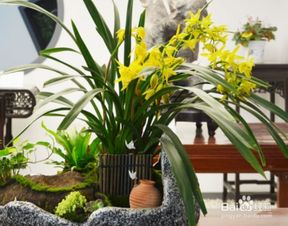 怎么给兰花换盆,轻松掌握换盆步骤,助力兰花茁壮成长