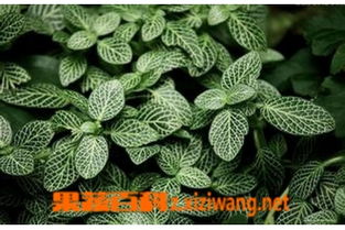 网纹草怎么养效果最好,打造最佳生长状态全攻略