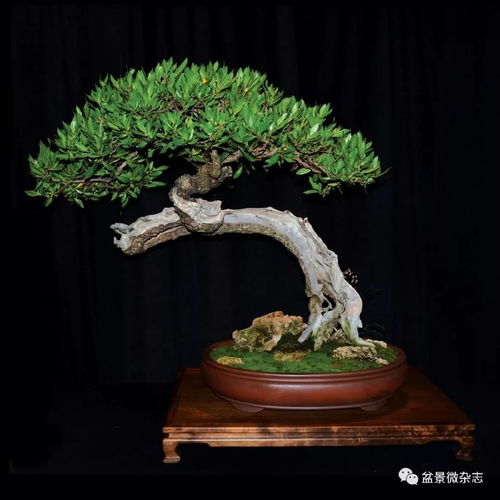 盆景树桩什么形状好,树桩形状的审美奥秘