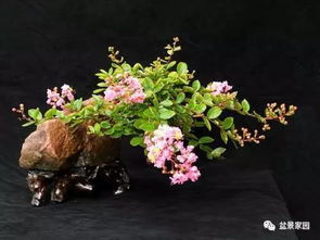 紫薇为什么没有文人盆景,文人盆景中的清雅之选