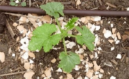 藿香长虫子怎么办