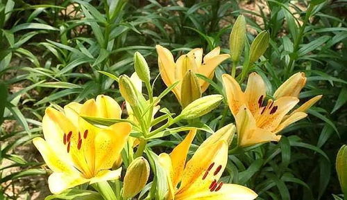 百合徒长怎么办,轻松应对植物生长难题