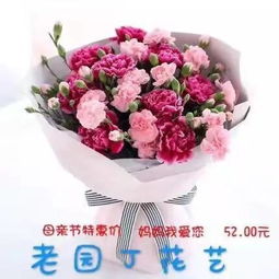 老鼠为什么爱康乃馨的原因,揭秘老鼠偏爱康乃馨的神秘魅力