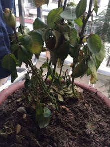 玫瑰花枯萎像什么,生命的凋零与岁月的沉思