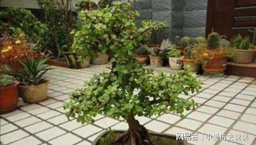 金枝玉叶怎么修剪