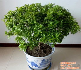 米兰盆景用什么盆,匠心独运，盆中世界