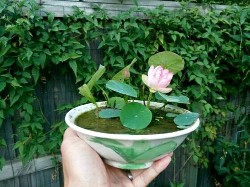 用什么水泡碗莲种子,探索用何种水泡碗莲种子