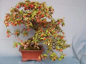 胡颓子怎么养殖,胡颓子高效养殖技术解析