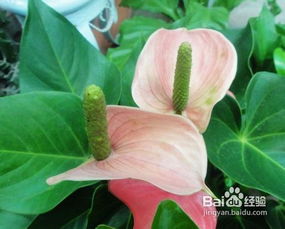 粉掌花怎么养,绽放美丽,呵护有加