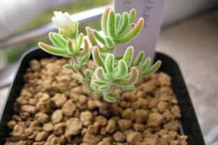 枝干番杏怎么养,从播种到成熟的多肉植物养护全解析