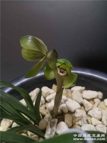 剪下的花怎么养,如何让剪下的花朵焕发新生