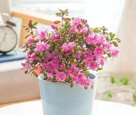 什么水什么水浇花最好,水质对植物生长的影响