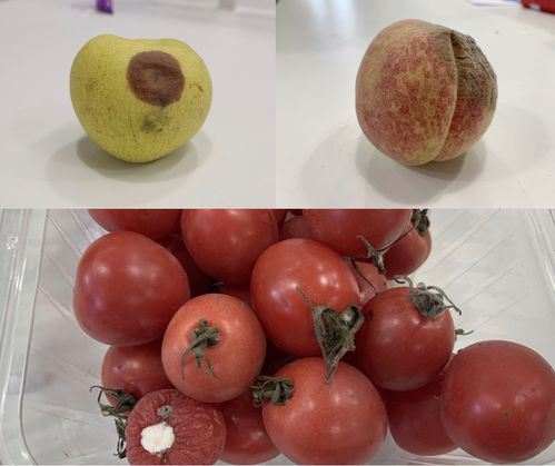 水果为什么会腐烂,水果腐烂的成因与防治策略