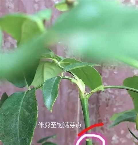 怎么样让月季芽边,月季芽边培育技巧解析