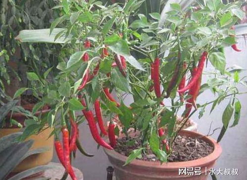 盆栽辣椒树有多少种类,探寻千姿百态的品种世界