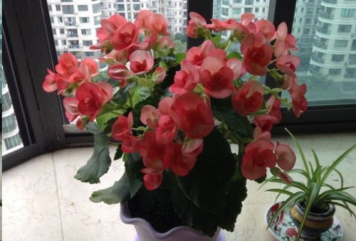 为什么花长不大,揭秘植物生长的奥秘