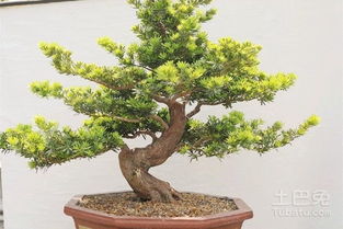 罗汉松怎么养,打造家居绿意盎然