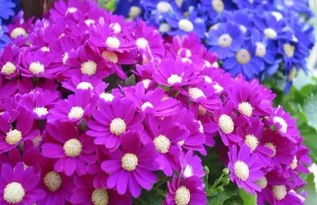 如何种花卉瓜叶菊,打造家中美丽花园