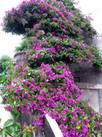 三角梅单朵花园文介绍大全,三角梅,花中劳模,你的花园新宠