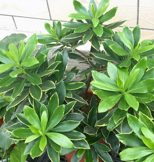 瑞香开过花后怎么养护,保持美丽绽放的秘密
